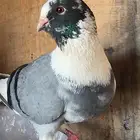 زوج شامي بنتاجه وزوج قطيفي