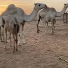 عشاير وضحى هديات