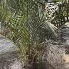 للبيع بنت البرنيه العمر 3 سنوات