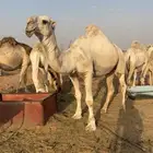 بعير على الجليدي
