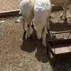 رخال كفو للبيع شرطط