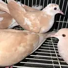 قمري هولندي (محافظة بدر)