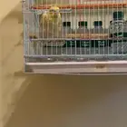 اقبل طيور للتبني