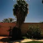نخل واشنطني للبيع