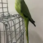 طير الدره هندي