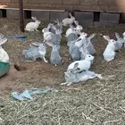 ارانب فرنسي