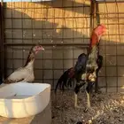 دجاجه وديك شامو