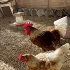 ديكه لوهمان العدد4