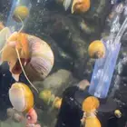 حلزون ابل سنبل ( التفاحه )