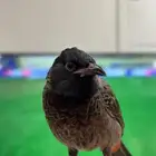 بلبل كشميري ذكر