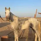 حصان شعبي العمر 3 سنين الحصان سليم