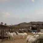 26 رخال جذعات