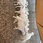 رخال مقاني طيبه