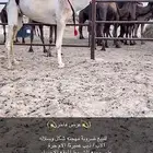 للبيع ضروبة مهجنه شكل وسليمه