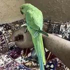 ببغاء دره هندي سوبر جامبو اليف ويطلع على اليد والذيل طويل
