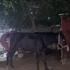 ( للبيع )خيل او حصان انقليزي جزائري سليم العمر 6