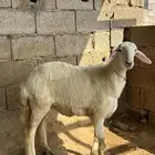 للبيع رخله