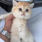 للبيع كيتن اسكوتش