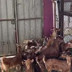 عنقان جذعات كفو