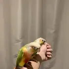 زوج كنيور انناس