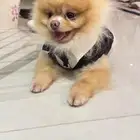 Pomeranian تيدي فايس