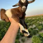 تيس قزمي لعوب مع الاطفال