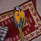 بغبغاء مكاو بلو اند قولد