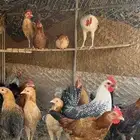 ديكه