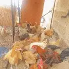 دجاج