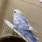 طير روز للبيع ب 120 غير قابل للتفاوض