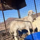 طلي فحل طيب ونظيف مشروط من كل شي مالطيه وغيره