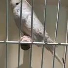 للبيع انثى بادجي