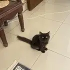قطه للتبني لعوبه و عمرها 4 شهور