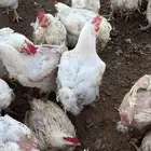 دجاج أمهات وديوك للبيع