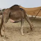 مدني مشروطه شرط