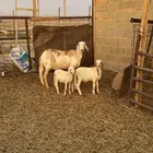 شاه ساكنيه