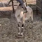 ولد وعل حر