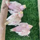 فروخ كروان لاتينو