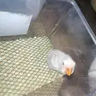 فرخ روز عرض خاص