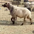 فحل نعيمي فاخر