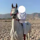 فرس شعبيه كفوو من الفواخر