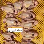 حمام فرنسي