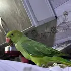 طير دره