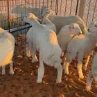 تم البيع العدد 8 كلش خروف العمر 3 شهور ونص وربعه