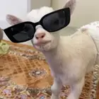 ماعز القزم