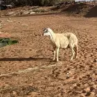 حرية طيبه