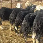 جذعان خرفان ورخل نجد