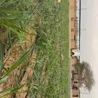 اسطبل ايواء خيل