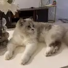 للتبني
