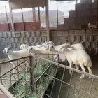 10 من البهم للبيع كفو